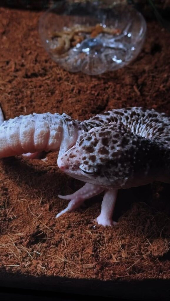 脱皮殻を食べる白茶のレオパードゲッコー