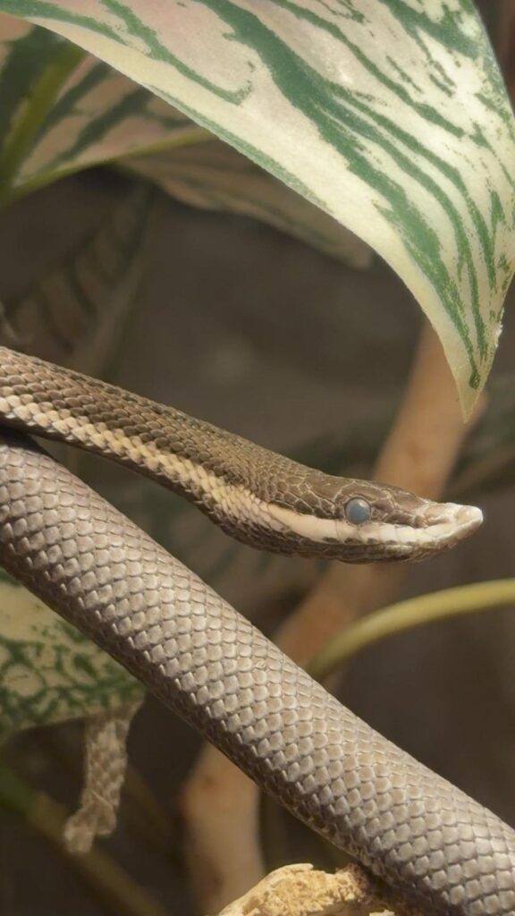 枝の上を這う鼻が尖った茶色のヘビ