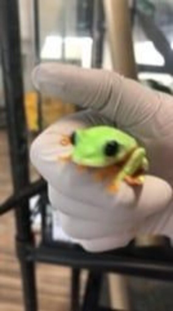 手に乗る黄緑色で足が橙色のカエル