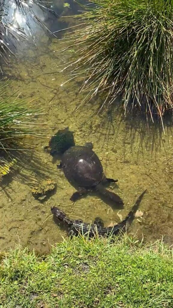 浅瀬で泳ぐ黒と緑の亀と小さなワニ