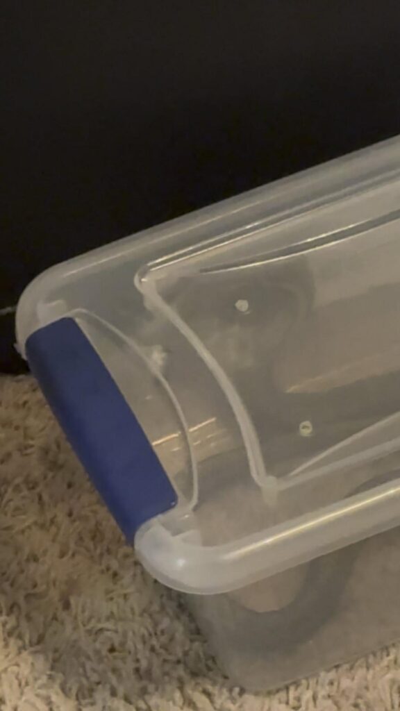 容器の中の黒灰色のヘビが丸まっている