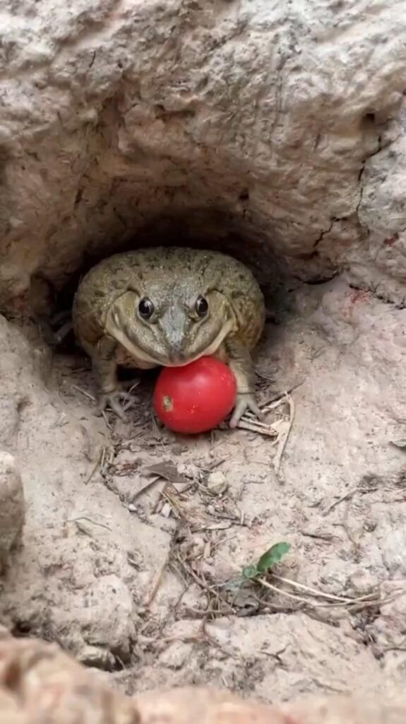 赤い実をくわえている緑色のカエル