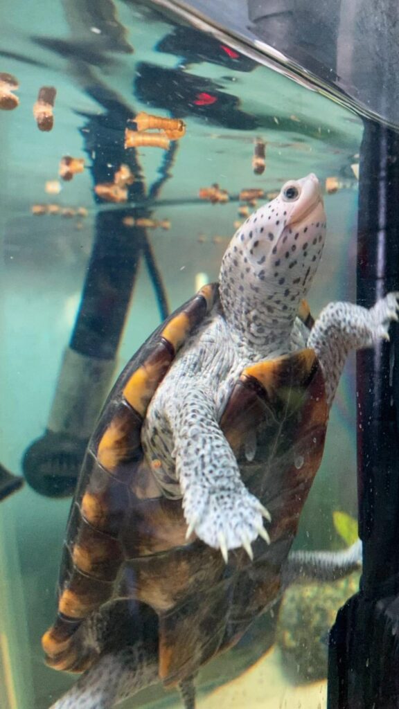 水面へ泳ぎ上がる白地の斑点模様のカメ