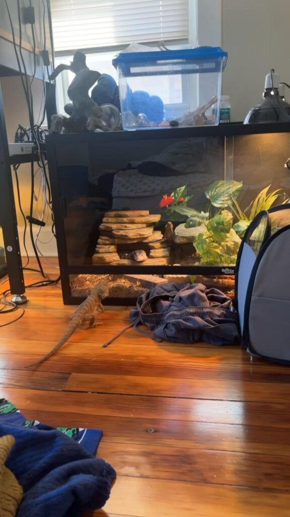 茶色のフトアゴヒゲトカゲが歩いている