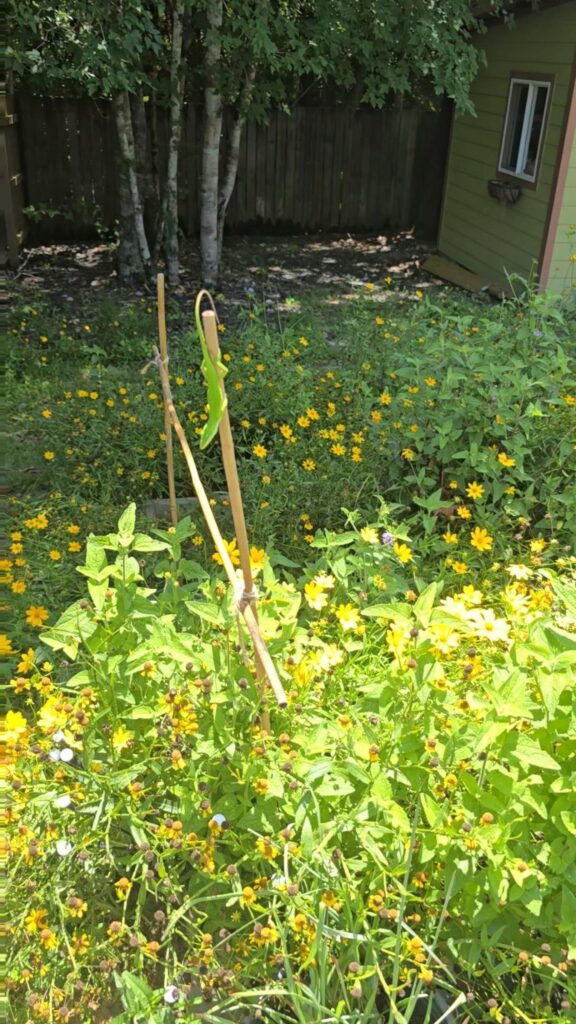 棒を登る緑色のトカゲ