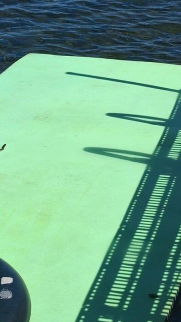 茶色のトカゲが這っている