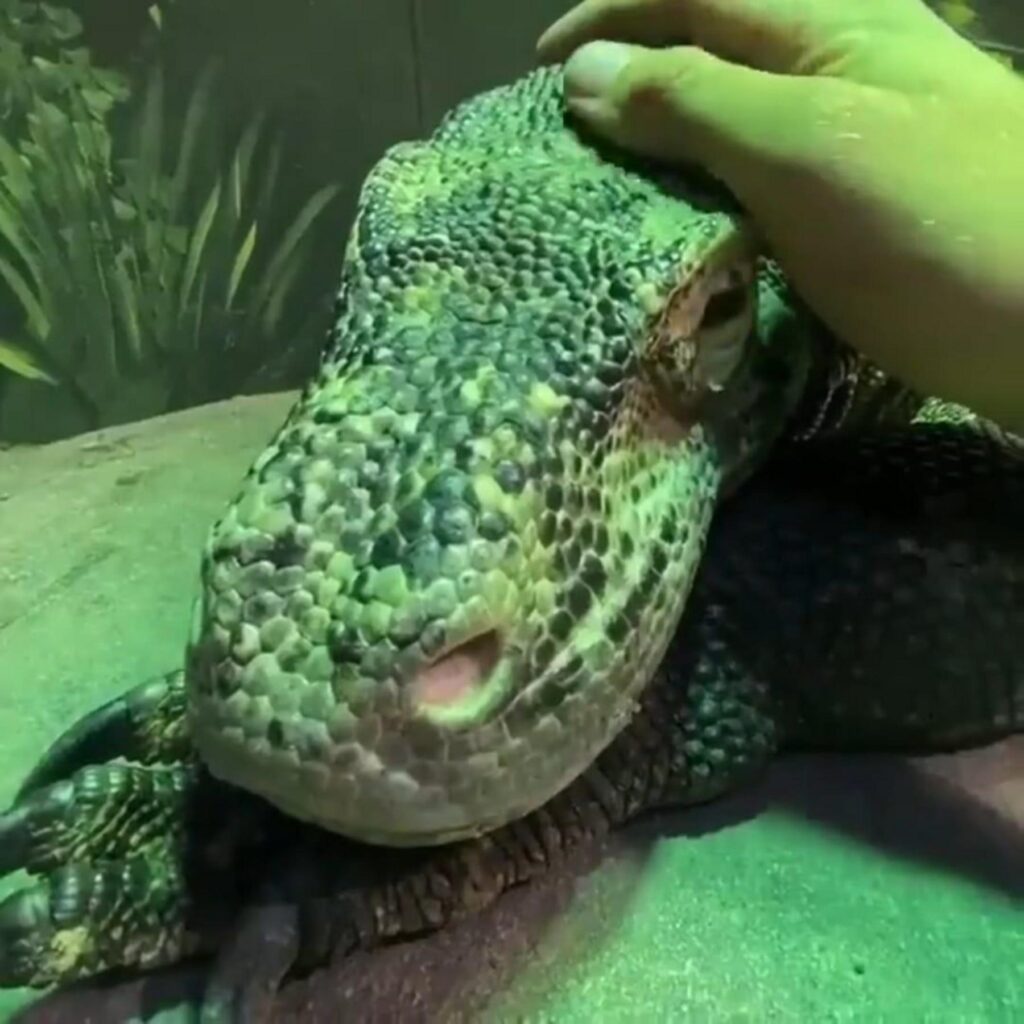 頭を撫でられている緑色のトカゲ