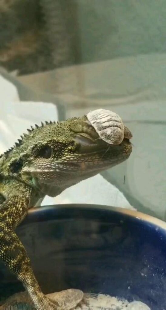 緑色のトカゲの鼻先に白い虫が乗っている