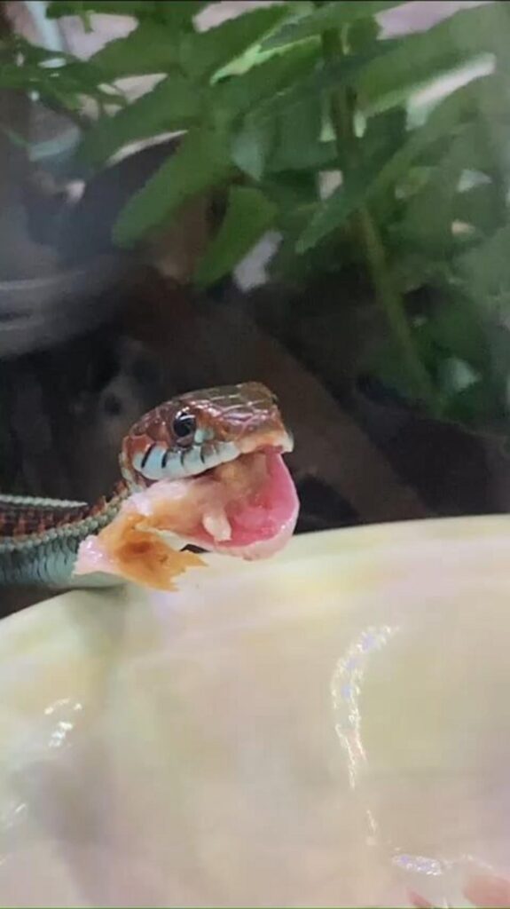 青と茶色のヘビが餌を食べている