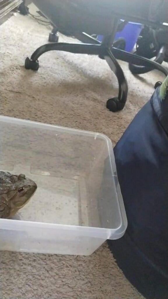 茶色のカエルが容器の中でじっとしている