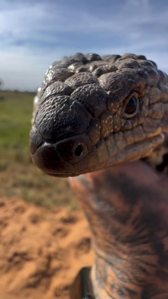 人に持たれた黒褐色のマツカサトカゲ