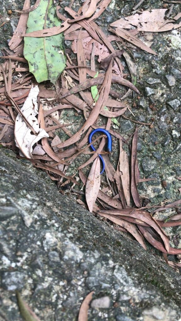 落ち葉の上を這う青色のコウガイビル