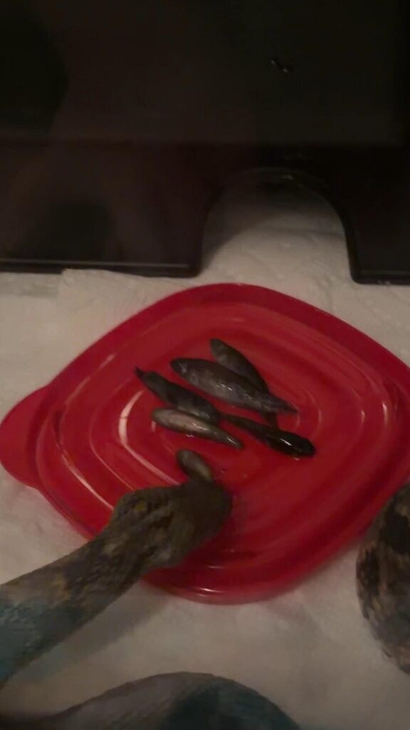 茶褐色のヘビが皿の小魚を食べている