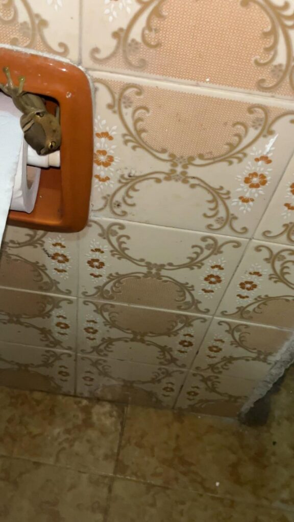 ホルダーにしがみつく茶色のカエル