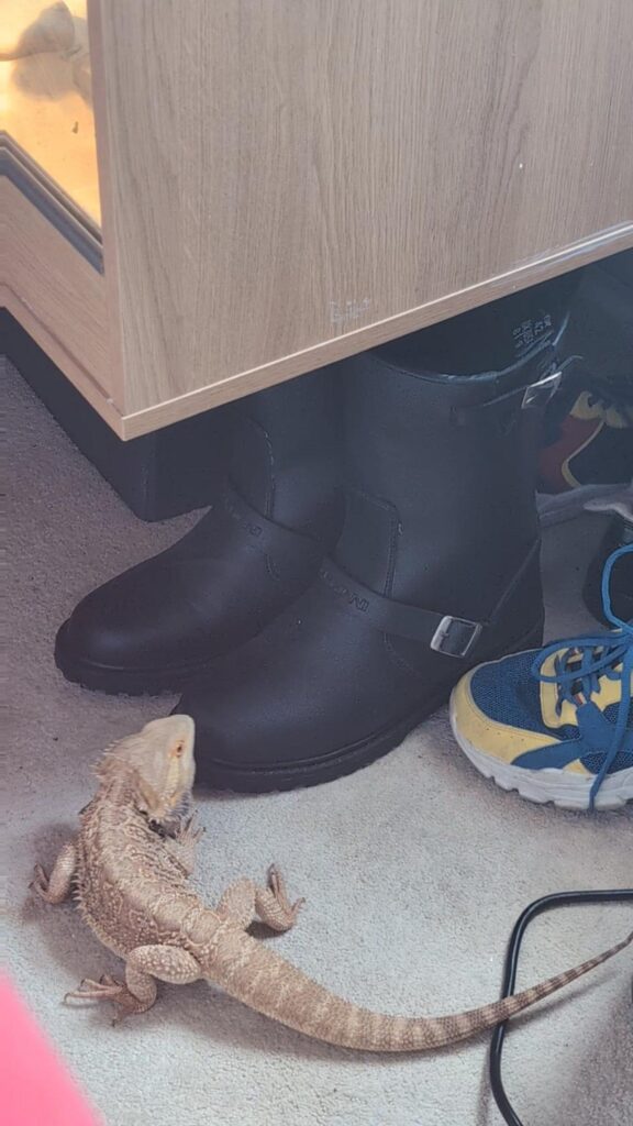 薄茶色のフトアゴヒゲトカゲが靴を見上げる