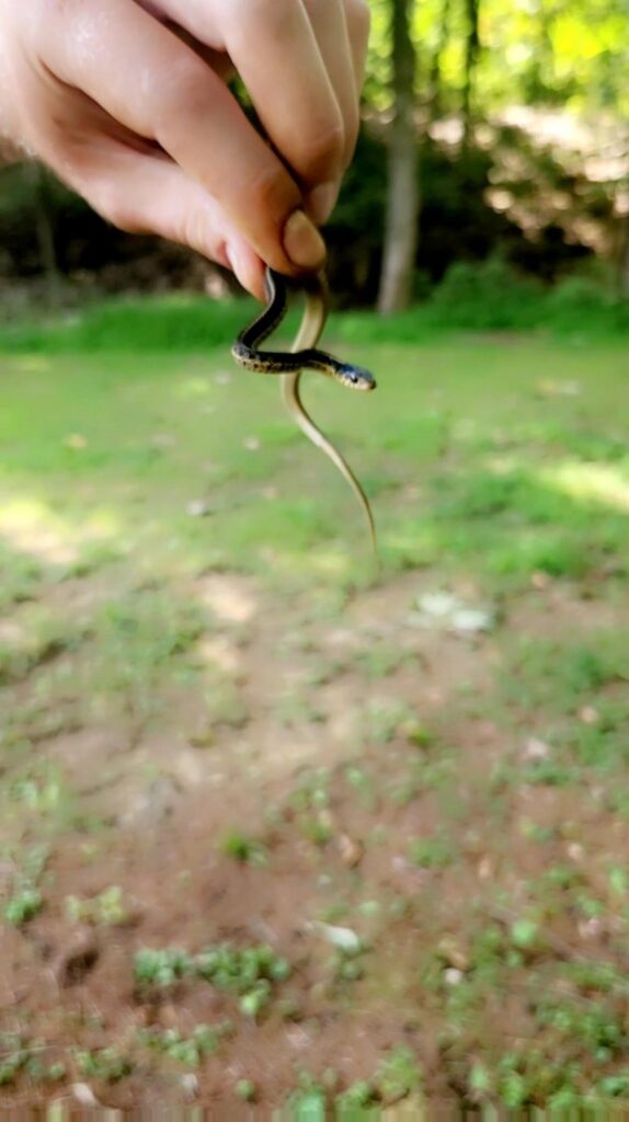 指に持たれぶら下がる黒と黄色の縞模様の蛇
