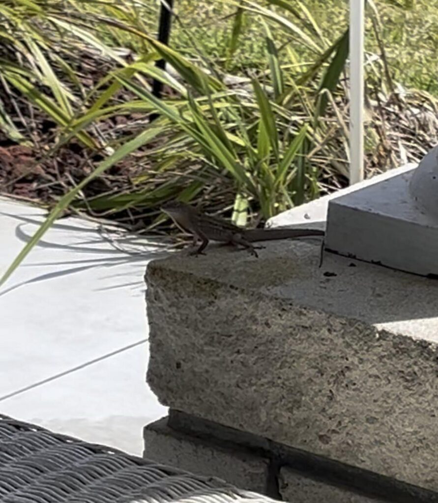 石の上で静止する茶色のトカゲ