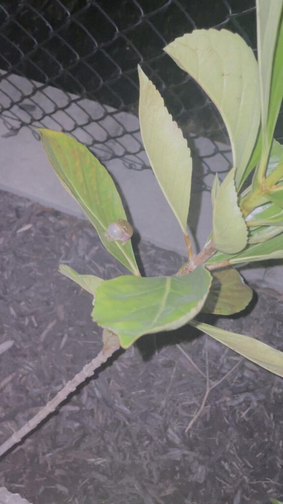 喉を膨らませて鳴く薄緑色のカエル