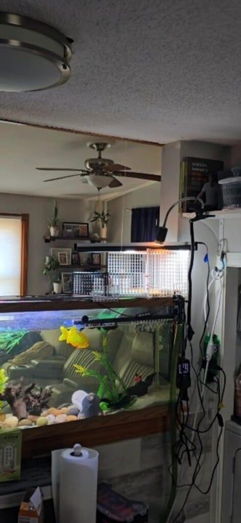 黄色い魚が水槽の中を泳いでいる