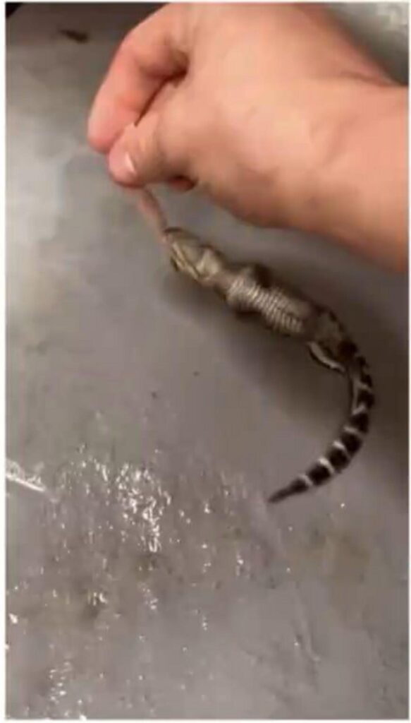 人の手に掴まれた灰色の縞模様のトカゲ