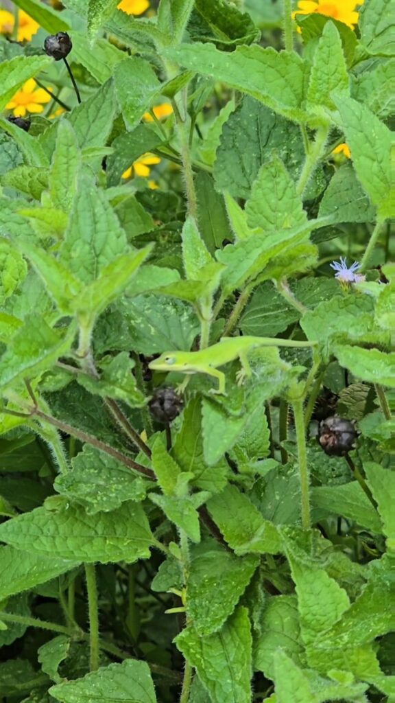 緑色のトカゲが葉の上に止まっている