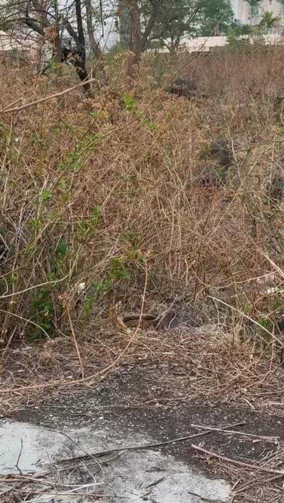 茂みに潜む茶色のヘビ