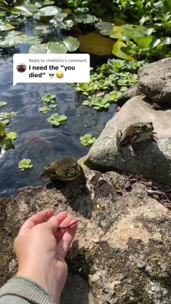 ミミズを狙う緑色のカエル
