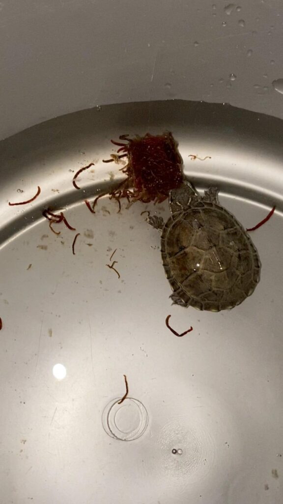 茶色いカメが水中で赤いエサを食べている