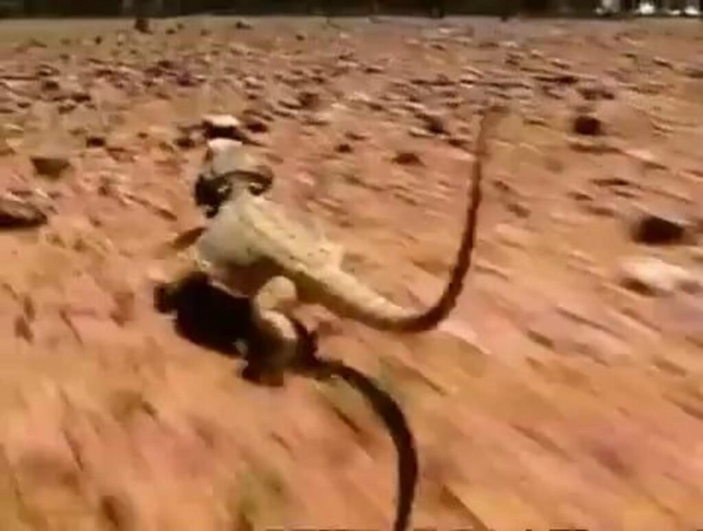 砂漠を二本足で走る黄色のトカゲ