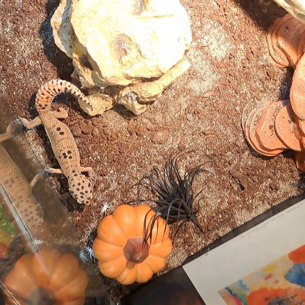 オレンジ色のヒョウモントカゲモドキが歩く