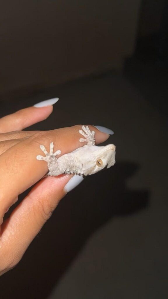指に掴まっている白いヤモリ