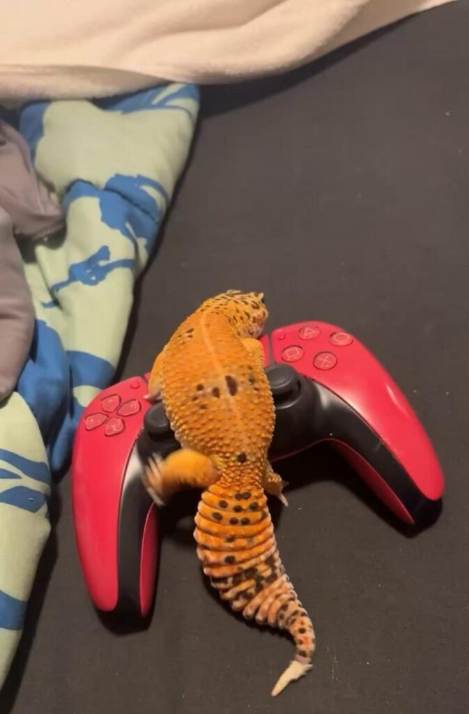 コントローラーに乗る橙色のトカゲ