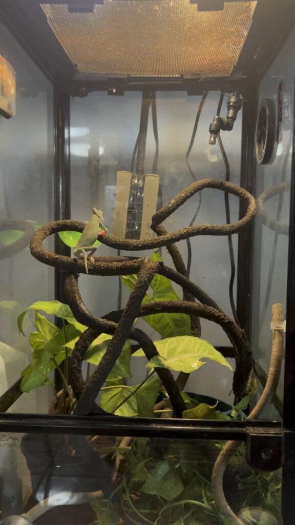 枝に止まっている緑色のカメレオン