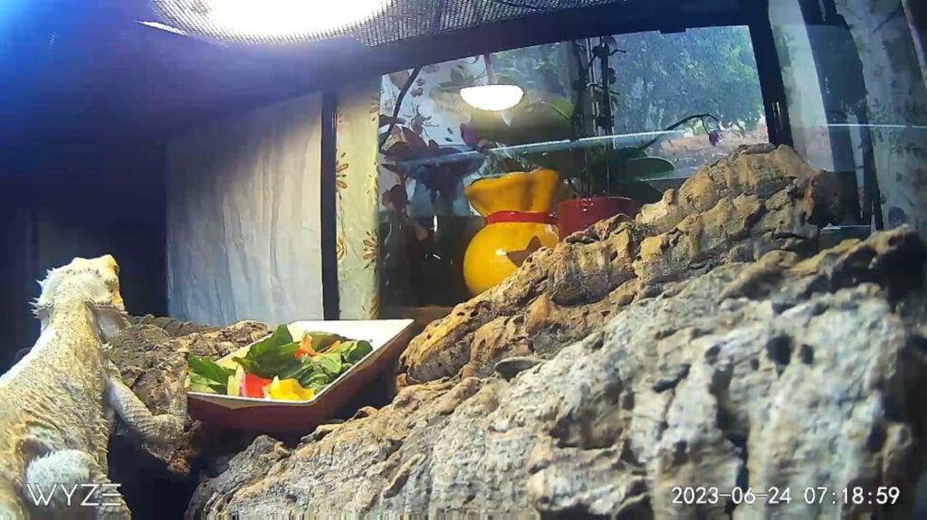 白いトカゲが餌の野菜を見つめている
