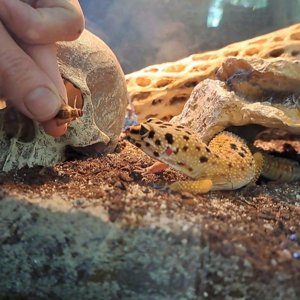 黄色いヒョウモントカゲモドキが餌を見る