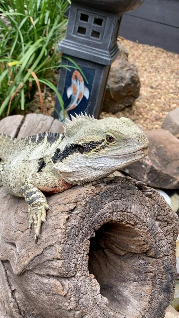 灰緑色で黒い縞のトカゲが丸太の上で休む