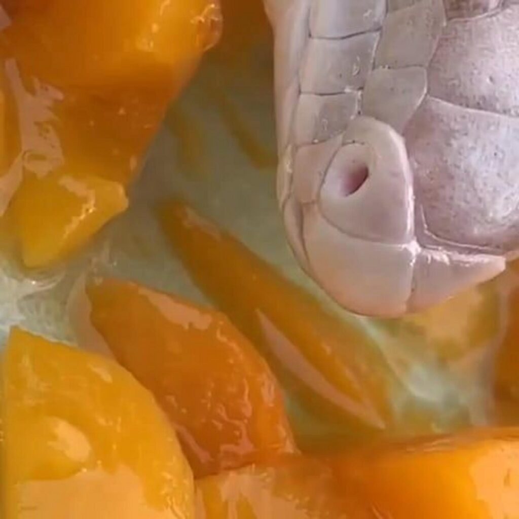 果物を食べている白いヘビ
