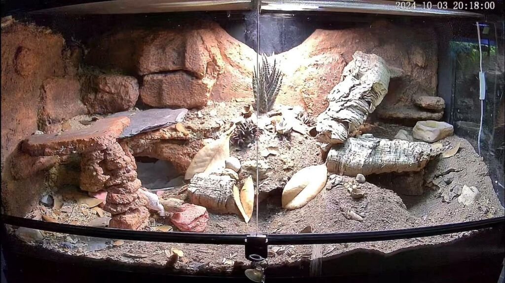 岩陰で休む白いヒョウモントカゲモドキ