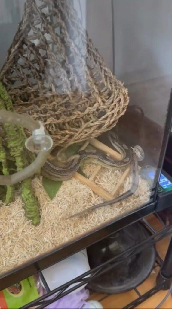 梯子を登る灰色のヘビ