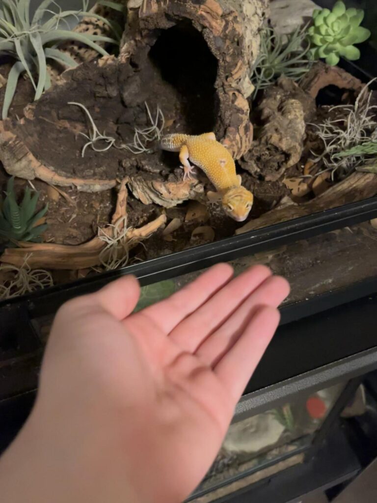 黄色いヒョウモントカゲモドキが手を見る