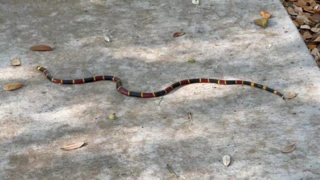 地面を這う赤黒黄色のサンゴヘビ