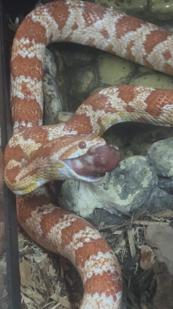 オレンジと白のヘビが餌を食べている