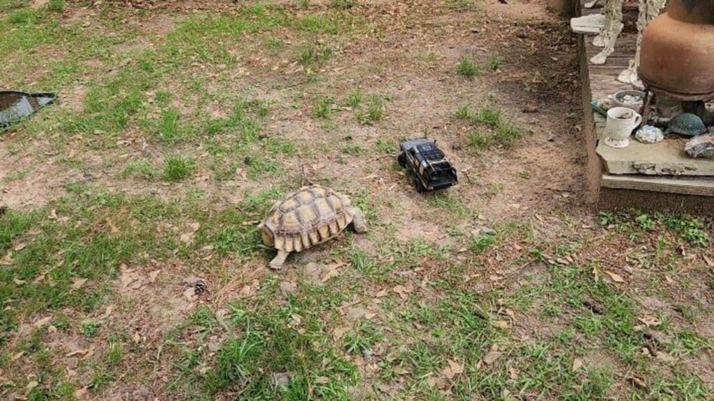 茶色のリクガメが地面を歩いている