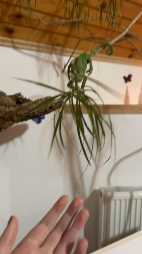 植物に掴まっている緑色のカメレオン