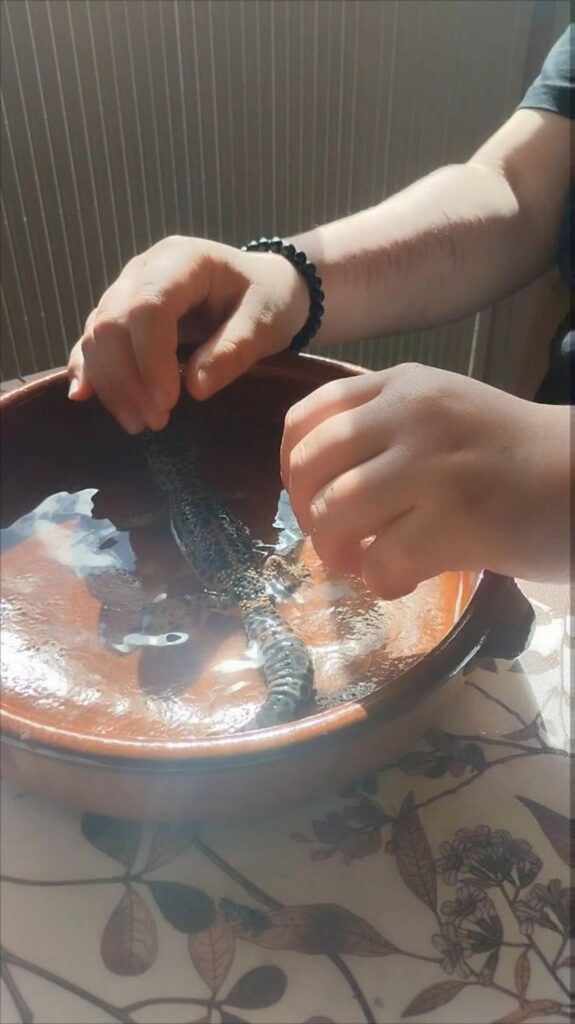 水の中で洗われる斑点模様のトカゲ