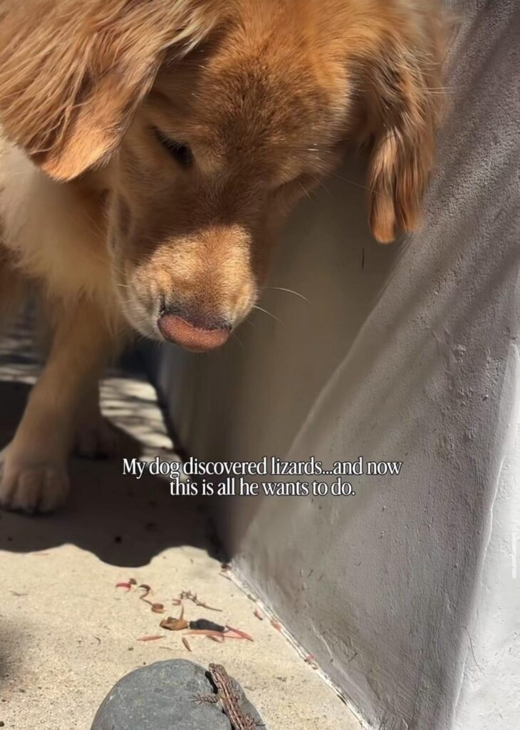 茶色の犬が茶色のトカゲを見つめている