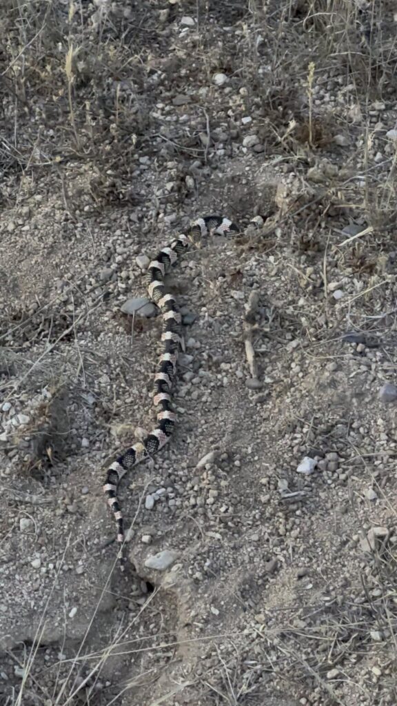 黒白赤の模様のヘビが地面を這う