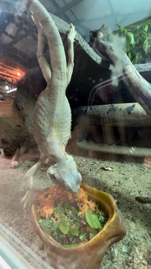 逆さまで食事をする白いフトアゴヒゲトカゲ