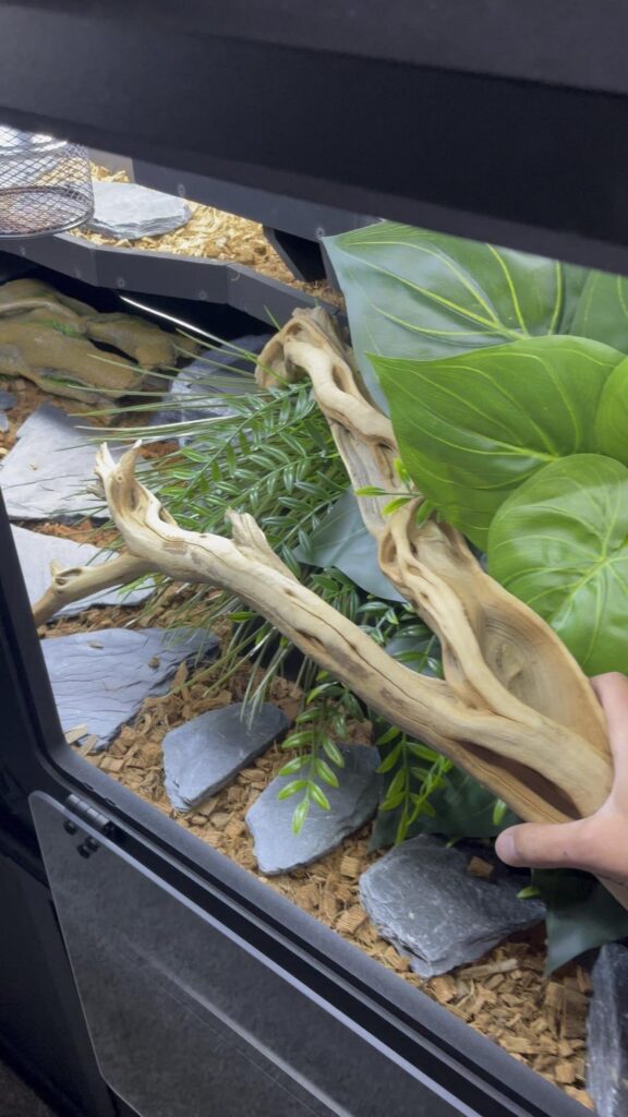 テラリウム内に流木を設置する手