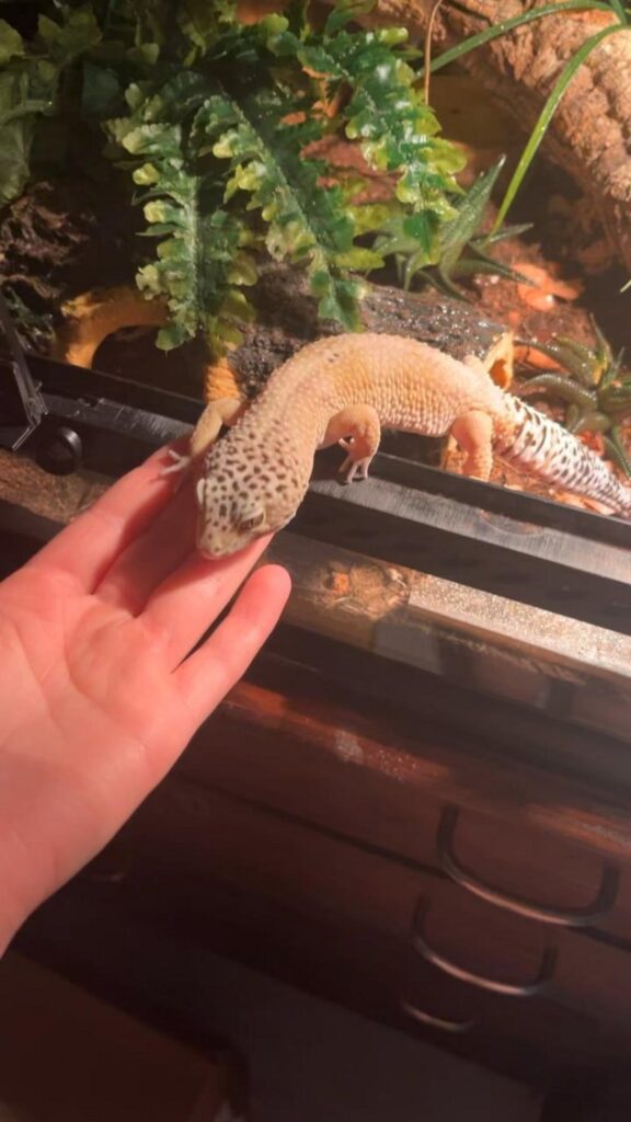 手に顎を置く黄色いヒョウモントカゲモドキ
